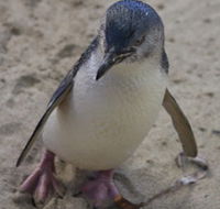 Penguin Island Boardwalks and Walk Trail - Accommodation China