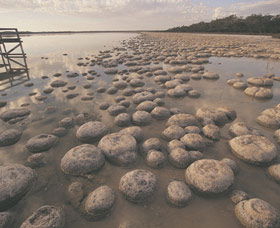 Yalgorup National Park - Accommodation Guide 0