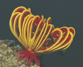 Lighthouse Bay - Accommodation Asia 0