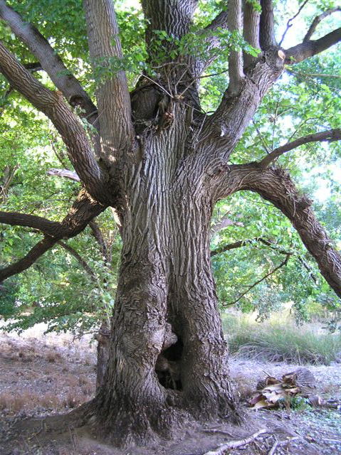 Golden Valley Tree Park - Accommodation Guide 2