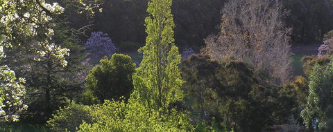 Golden Valley Tree Park - Accommodation Guide 3