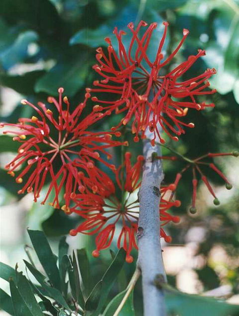 Golden Valley Tree Park - Accommodation Guide 4