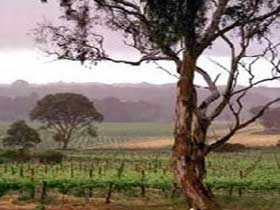 Yangarra Estate Vineyard - Accommodation Guide 0