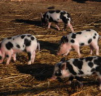 Will's Rare Breeds Farm - Accommodation Asia