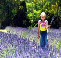 Brayfield Park Lavender Farm - Accommodation Guide