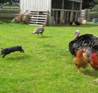 Echo Farm