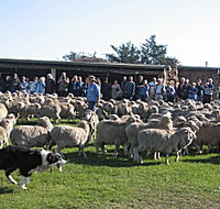 Curringa Farm - Accommodation and Farm Tours - Accommodation China