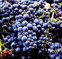 Laurel Bank Vineyard - Accommodation Guide
