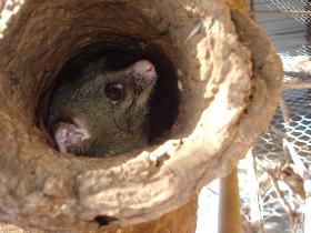 Mulga Sanctuary And Wildlife Park - Accommodation China 0