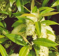 Tumbeela Native Bushfoods - Accommodation Guide