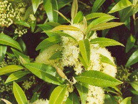 Tumbeela Native Bushfoods - Accommodation Guide 0