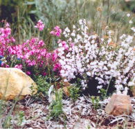 Stokes Bay Bush Garden - Accommodation Asia