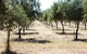 Talinga Grove Olive Oils - thumb 0