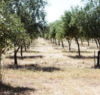 Talinga Grove Olive Oils - Accommodation Guide