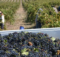 Rolf Binder Wines - Accommodation China