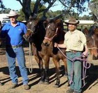 Coffin Bay Brumby Preservation Society Incorporated