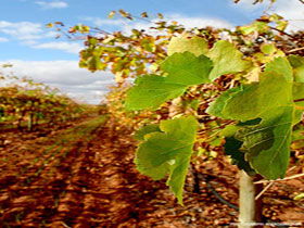Mirabella Vineyards - Accommodation Asia 0