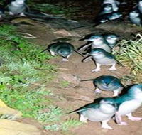 Penneshaw Penguin Centre - Accommodation China