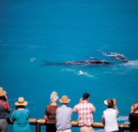 Whale Watching At Head Of Bight - Accommodation Guide
