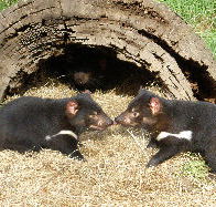 Wing's Wildlife Park - Accommodation Guide