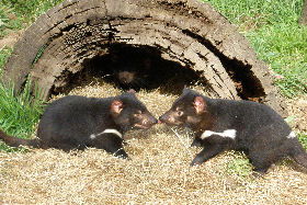 Wing's Wildlife Park - Accommodation Guide 0