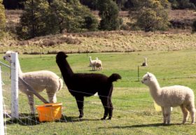 Maydena Country Cabins Accommodation & Alpaca Stud - Accommodation China 0