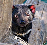 Trowunna Wildlife Sanctuary - Accommodation Guide