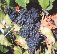 Darlington Vineyard - Accommodation Guide