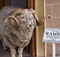 Tasmanian Wool Centre - Accommodation Guide