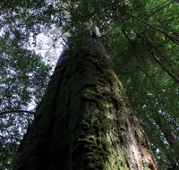 Styx Big Tree Reserve - Accommodation Guide