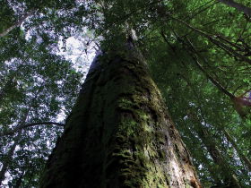 Styx Big Tree Reserve - Accommodation China 0