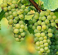 TP Vineyards - Accommodation Guide