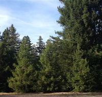 Pialligo Redwood Forest - Accommodation China
