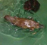 Platypus House - Accommodation Guide
