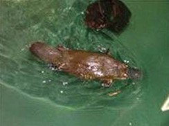 Platypus House - Accommodation Asia 0