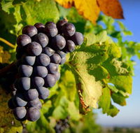 Panorama Vineyard - Accommodation Asia
