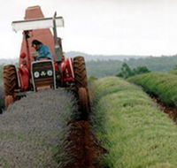 Bridestowe Lavender Farm - Accommodation Guide