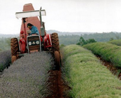 Bridestowe Lavender Farm - Accommodation Asia 0