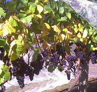 Palmara Vineyard - Accommodation Guide