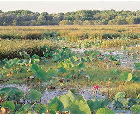 Fogg Dam Conservation Reserve - Accommodation China 0