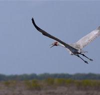 Gayngaru Wetlands Interpretive Walk - Accommodation Asia