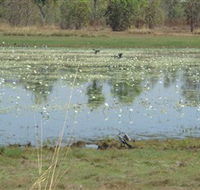 Leaning Tree Lagoon Nature Park - Accommodation Guide