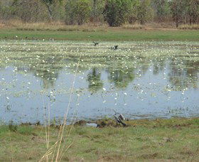 Leaning Tree Lagoon Nature Park - Accommodation Guide 0