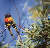 Wangi Falls Walk - Accommodation Guide