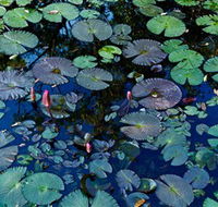 Pine Creek Water Gardens - Accommodation Guide