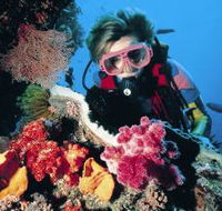 Nine Mile Reef Dive Site - Accommodation Guide