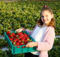 Strawberry Fields - Accommodation Guide