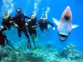 Jew Shoal Dive Site - Accommodation Guide 0