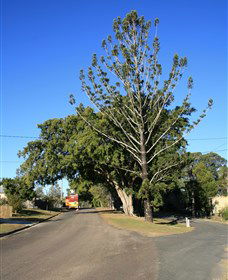 Anzac Avenue Memorial Trees, Beerburrum - Accommodation Asia 0