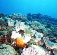 Mudjimba Old Woman Island Dive Site - Accommodation Guide